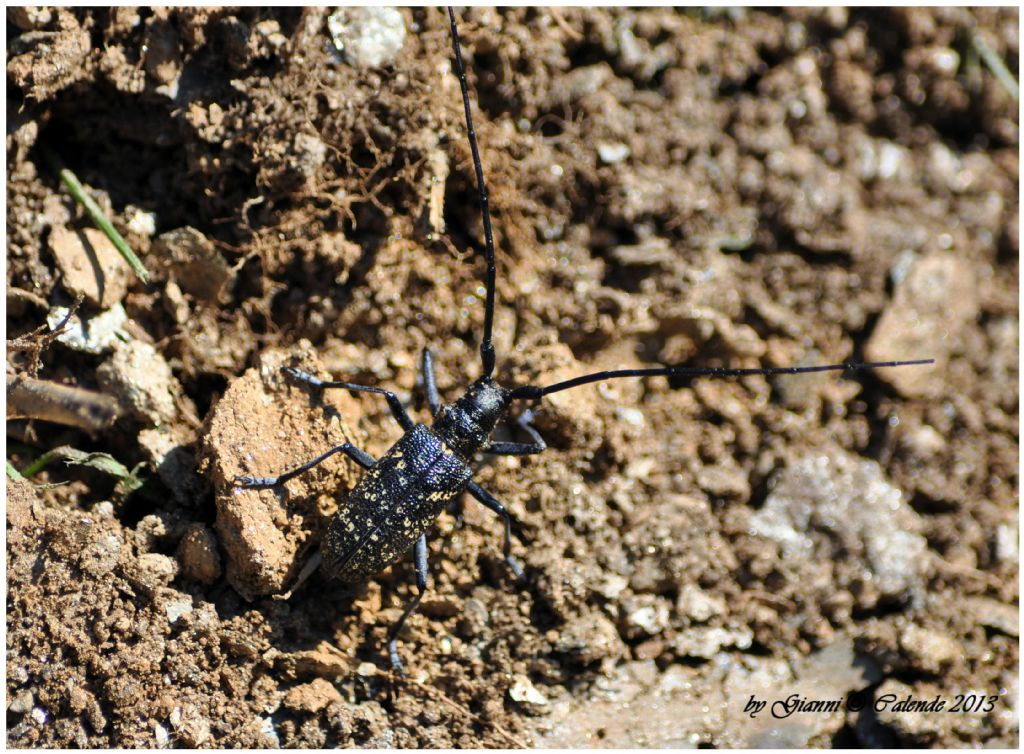 Una conferma: Monochamus sutor